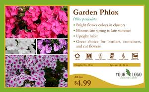 11x7 Garden Phlox Overview Card