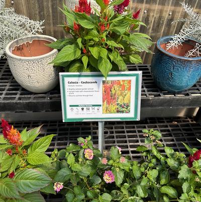 11x7 Celosia Multiple Varieties Bench Card