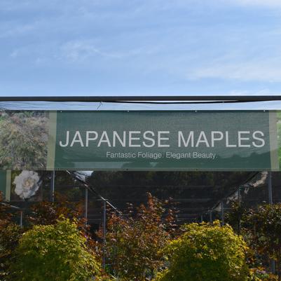 11'x2' Japanese Maples Mesh Banner