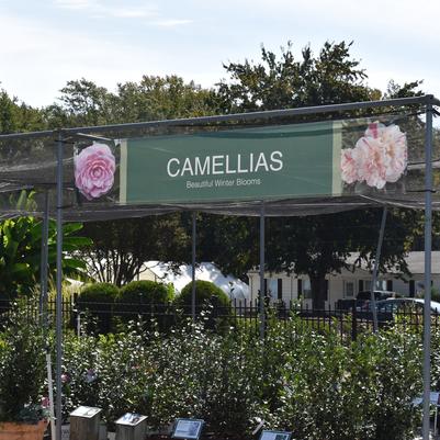 11' X 2' Camelias Mesh Banner