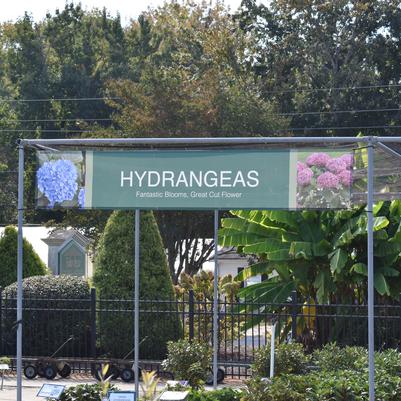 11'x2' Hydrangeas Mesh Banner