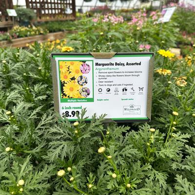 Wildwood Nursery