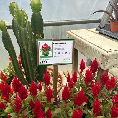 Wildwood Nursery - 1 Size/Price