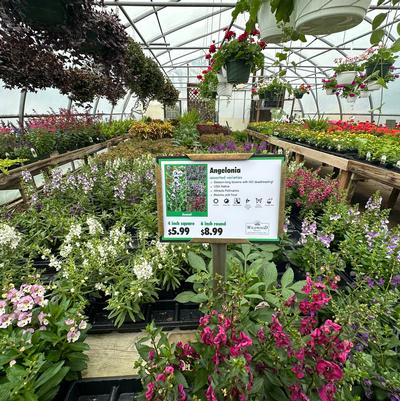 Wildwood Nursery - 2 Sizes/Prices