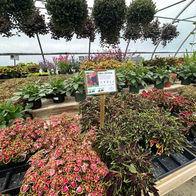 Wildwood Nursery - 2 Sizes/Prices