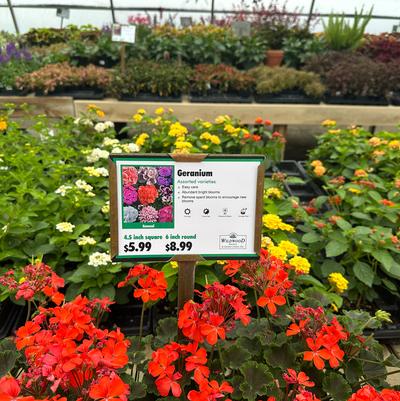 Wildwood Nursery - 2 Sizes/Prices