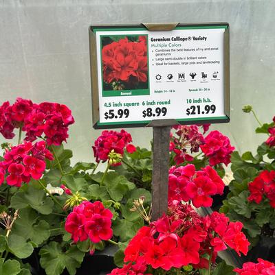 Wildwood Nursery - 3 Sizes/Prices