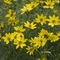 Coreopsis verticillata 'Zagreb'