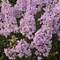 Phlox maculata 'Natasha'