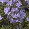 Phlox divaricata ssp. laphamii 
