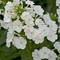 Phlox maculata 'Miss Lingard'