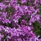 Phlox subulata 'Cunningham'