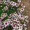 Coreopsis rosea 'Sweet Dreams'