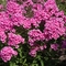 Phlox paniculata 'Dorffreude'