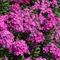 Phlox 'Fliedertraum'