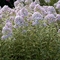 Phlox paniculata 'Frosted Elegance'