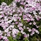 Phlox 'Graefin von Schwerin'