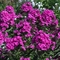 Phlox paniculata 'Look Again'