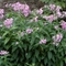 Phlox paniculata 'Nancy Logan'