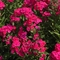 Phlox paniculata 'Red Riding Hood'