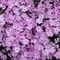 Phlox nivalis 'Eco Flirtie Eyes'