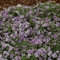 Phlox drummondii 'Astoria Blue'