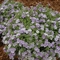 Phlox drummondii 'Astoria Lavender'
