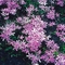 Phlox adsurgens 
