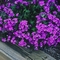 Phlox amoena 