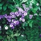 Phlox drummondii 'Border Dwarf Blue'