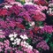 Phlox drummondii 'Petticoat Mix'