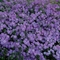 Phlox Intensia&reg; 'Purple'