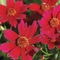 Coreopsis rosea 'Limerock Ruby'