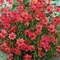 Coreopsis 'Rum Punch'