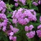 Phlox paniculata 'David's Lavender'