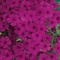 Phlox Intensia&reg; Cabernet