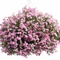 Phlox Intensia&reg; Lilac Rose