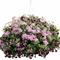 Phlox Intensia&reg; Star Brite