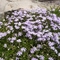 Phlox nivalis 