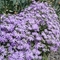 Phlox bifida 'Betty Blake'