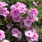 Phlox 'Phloxy Lady Dark Pink'
