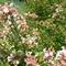 Abelia x chinensis 'Rose Creek'