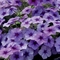 Phlox drummondii Southern Blaze™ Blueberry