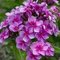 Phlox paniculata 'Swirly Burly'