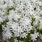 Phlox subulata 'White Delight'