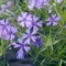 Phlox subulata 'Purple Beauty'