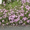 Phlox subulata 'Fort Hills'