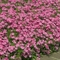 Phlox subulata 'Crimson Beauty'