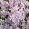 Phlox subulata 'Tamaongalie'