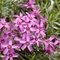 Phlox subulata 'Atropurpurea'